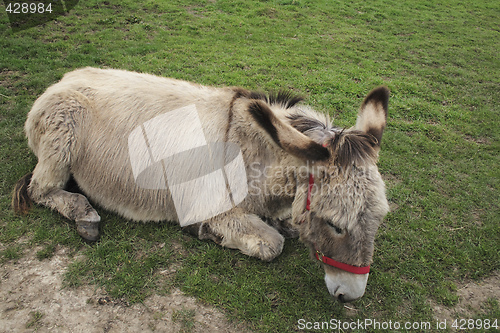 Image of rescued donkey