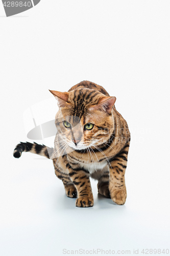 Image of The gold Bengal Cat on white background