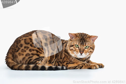 Image of The gold Bengal Cat on white background