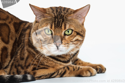 Image of The gold Bengal Cat on white background