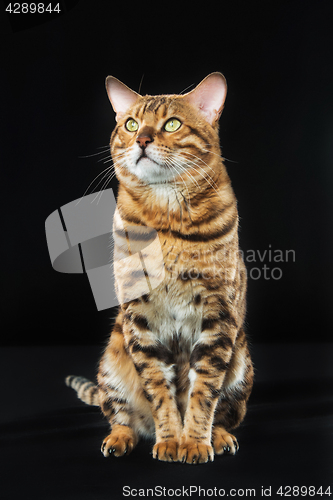 Image of The gold Bengal Cat on black background