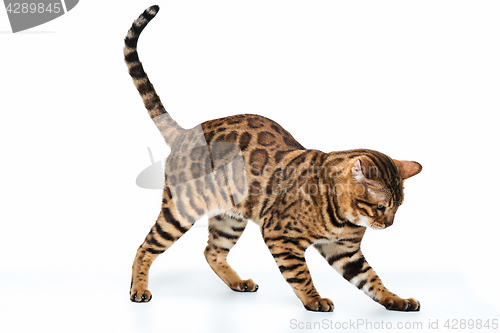 Image of The gold Bengal Cat on white background