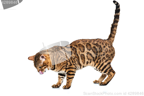 Image of The gold Bengal Cat on white background