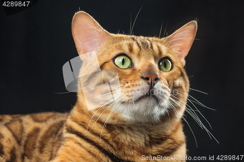 Image of The gold Bengal Cat on black background