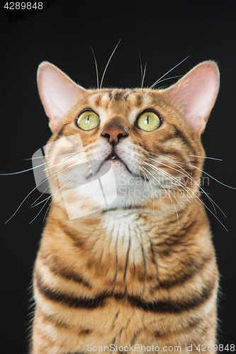 Image of The gold Bengal Cat on black background