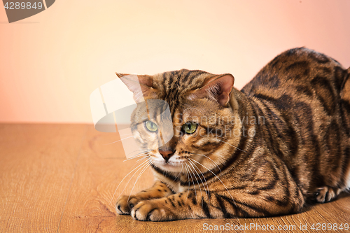 Image of The gold Bengal Cat on brown background