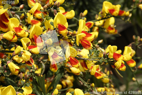 Image of broom bush