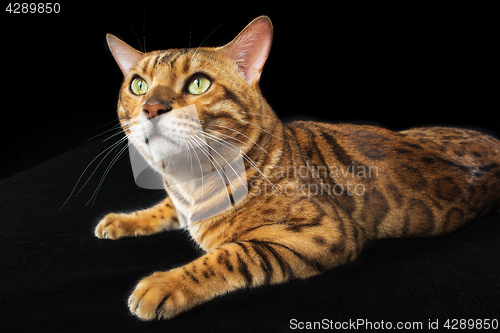 Image of The gold Bengal Cat on black background