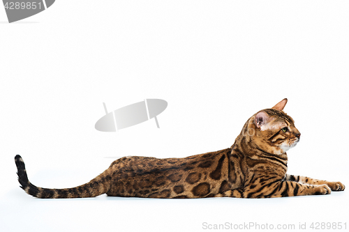 Image of The gold Bengal Cat on white background