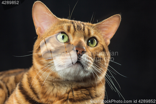 Image of The gold Bengal Cat on black background