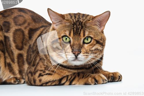 Image of The gold Bengal Cat on white background