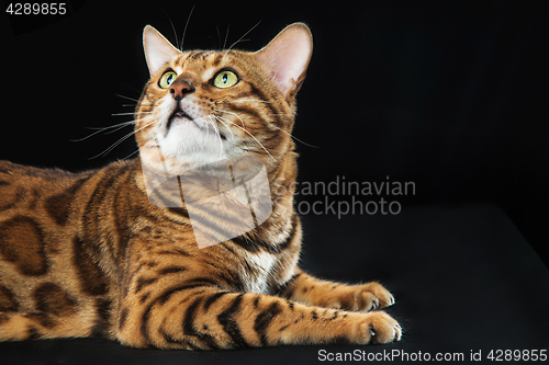 Image of The gold Bengal Cat on black background