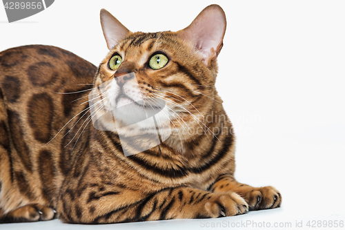 Image of The gold Bengal Cat on white background