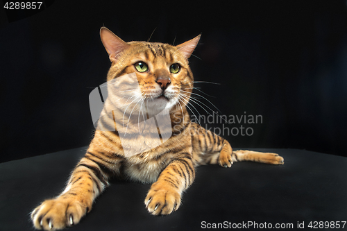 Image of The gold Bengal Cat on black background