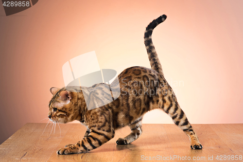 Image of The gold Bengal Cat on brown background