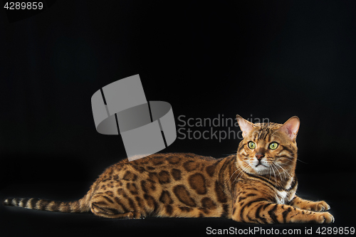 Image of The gold Bengal Cat on black background