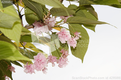 Image of cherry blossom