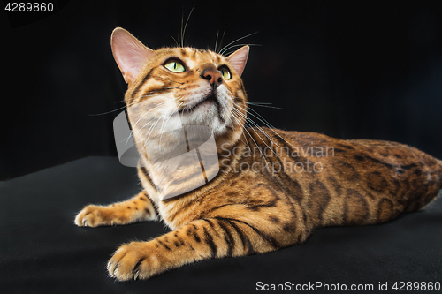 Image of The gold Bengal Cat on black background