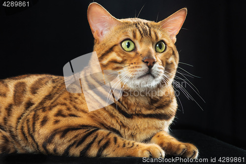 Image of The gold Bengal Cat on black background