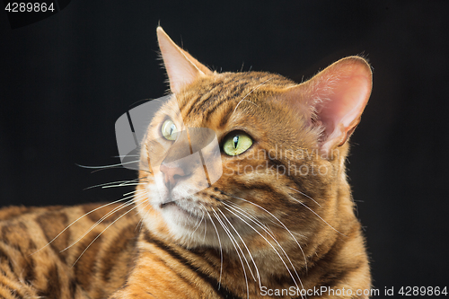 Image of The gold Bengal Cat on black background