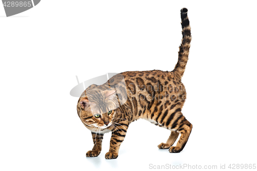 Image of The gold Bengal Cat on white background