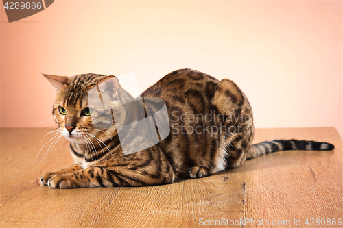 Image of The gold Bengal Cat on brown background