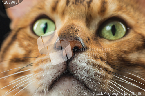 Image of The gold Bengal Cat on black background