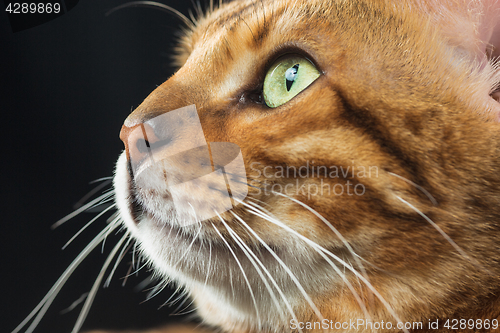 Image of The gold Bengal Cat on black background