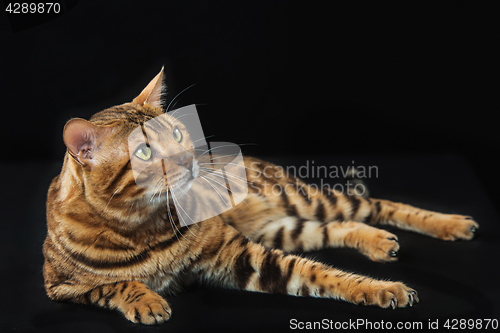 Image of The gold Bengal Cat on black background