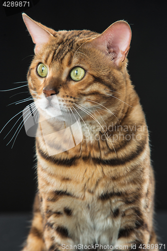 Image of The gold Bengal Cat on black background