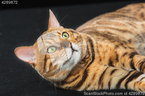 Image of The gold Bengal Cat on black background