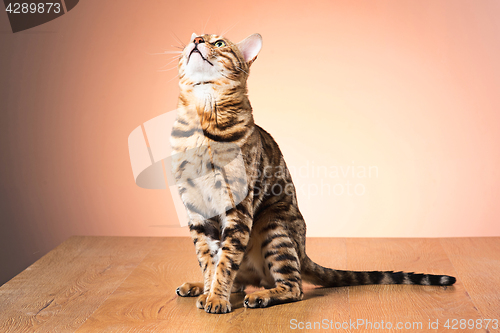 Image of The gold Bengal Cat on brown background