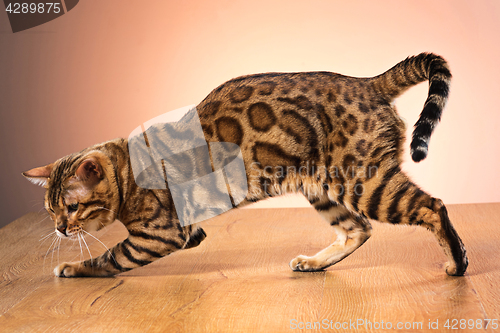 Image of The gold Bengal Cat on brown background