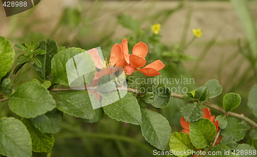 Image of quince flowers