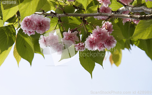 Image of cherry blossom