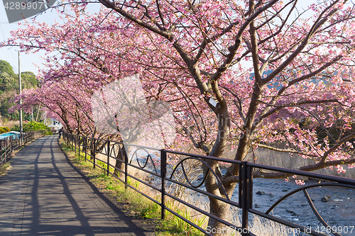 Image of Sakura tree in kawazu