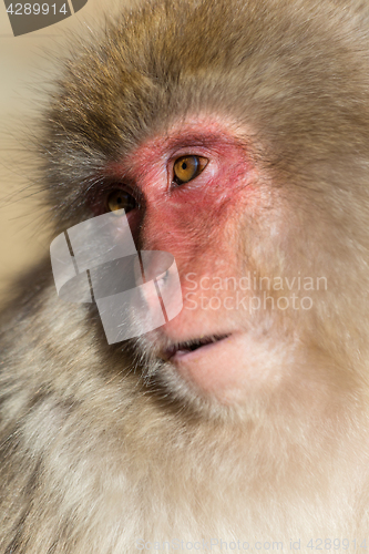 Image of Monkey