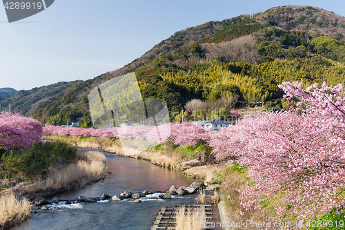 Image of Sakura and river in kawazu city