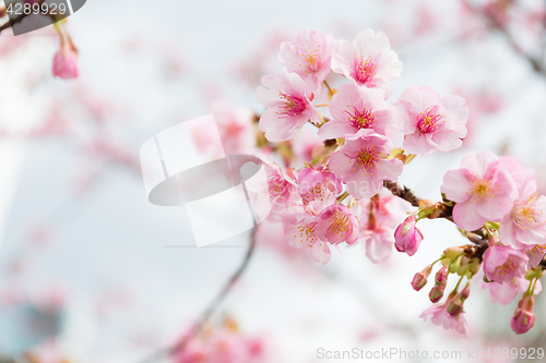 Image of Cherry flower