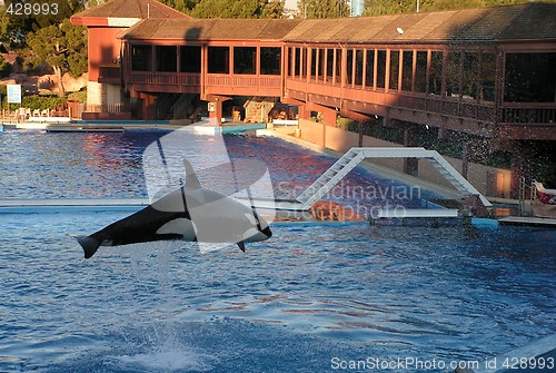 Image of killer whale leaping