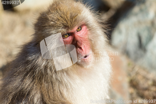 Image of Monkey