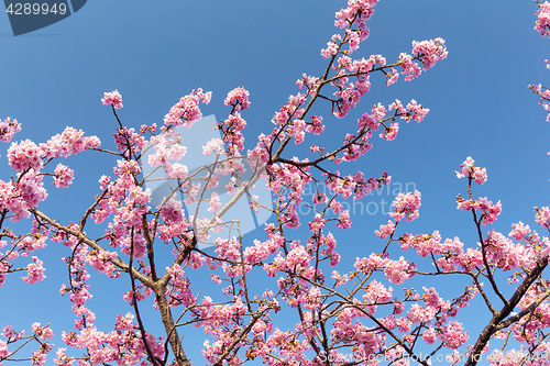 Image of Sakura