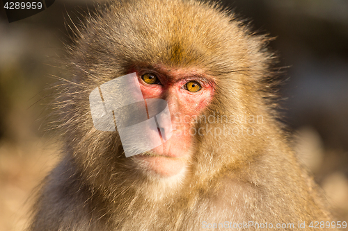 Image of Wildness snow monkey