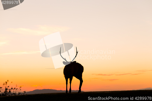 Image of Stag deer with sunset