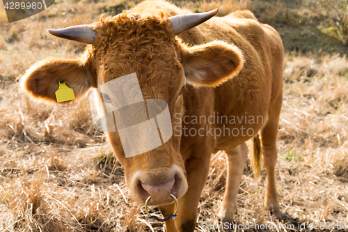 Image of Cow farm agriculture