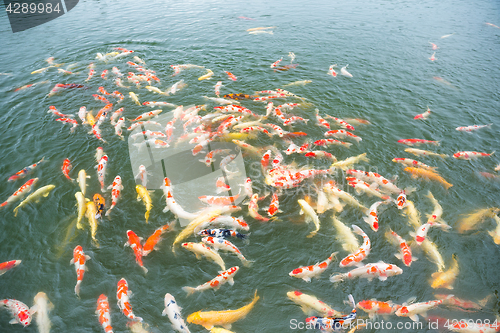 Image of Swimming koi fish