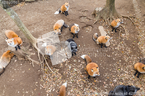 Image of Fox waiting for food