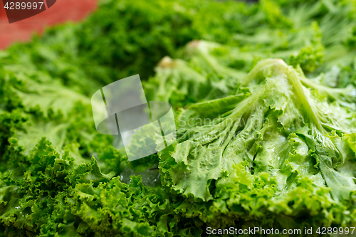 Image of Fresh Lettuce cabbage green in wet market 