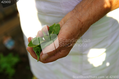 Image of Fresh Basil