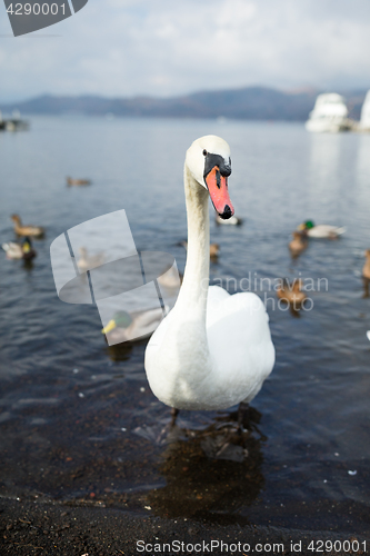 Image of Swan with duck